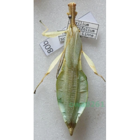 Phyllium siccifolium (Linnaeus, 1758) Malaysia80b